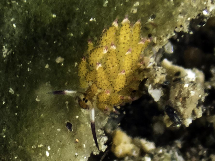 Costasiella sp. C